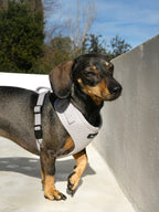 London Fog Harness
