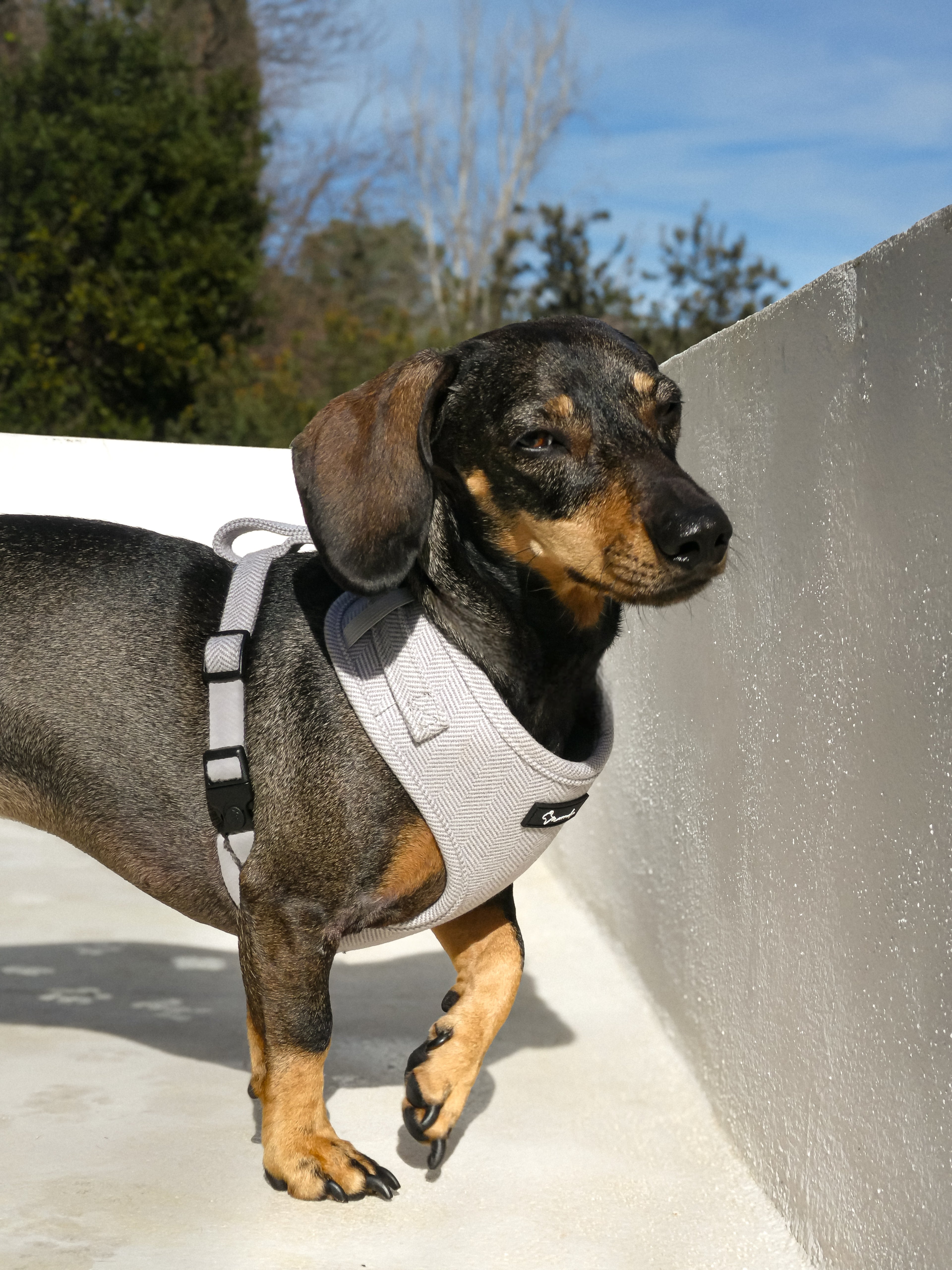 London Fog Harness