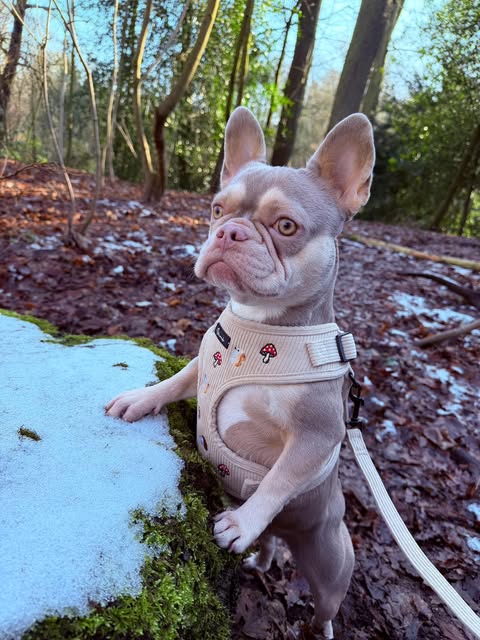 Woodland Tales Harness