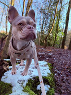 Woodland Tales Leash