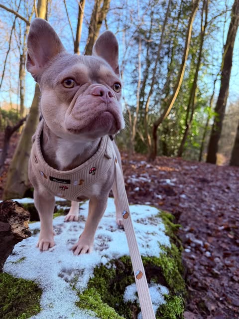 Woodland Tales Leash