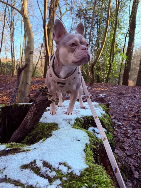 Woodland Tales Leash