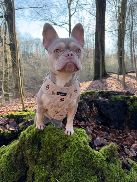 Woodland Tales Harness