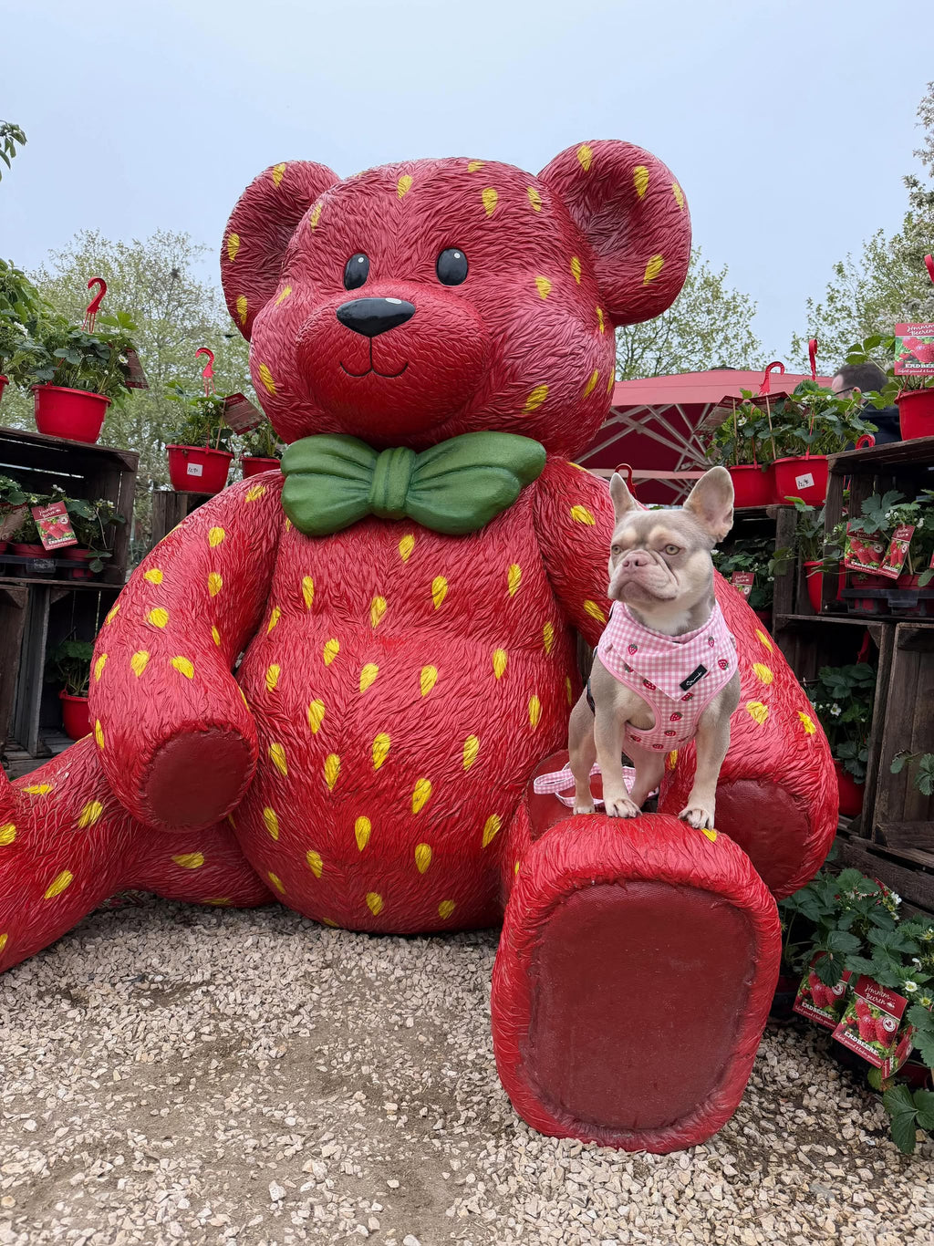 Strawberry Mood Harness