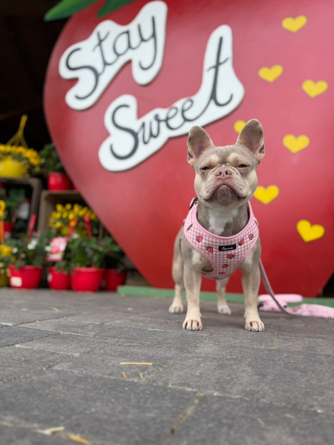 Strawberry Mood Harness