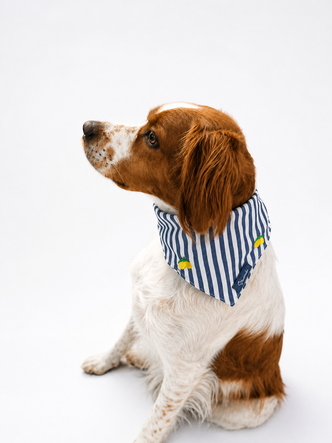 Limoneto Bandana