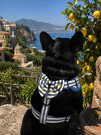 Limoneto Harness