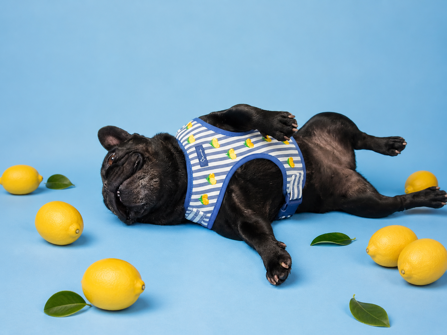 Limoneto Harness Pack