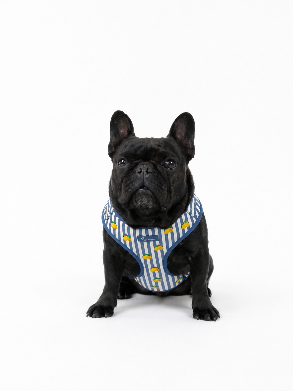 Limoneto Harness