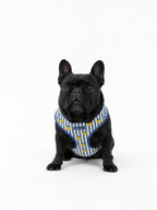 Limoneto Harness