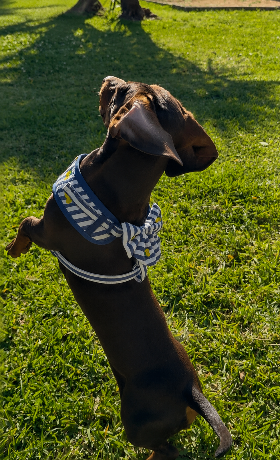 Sailor Bow Limoneto
