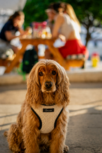 Sunwoven Harness