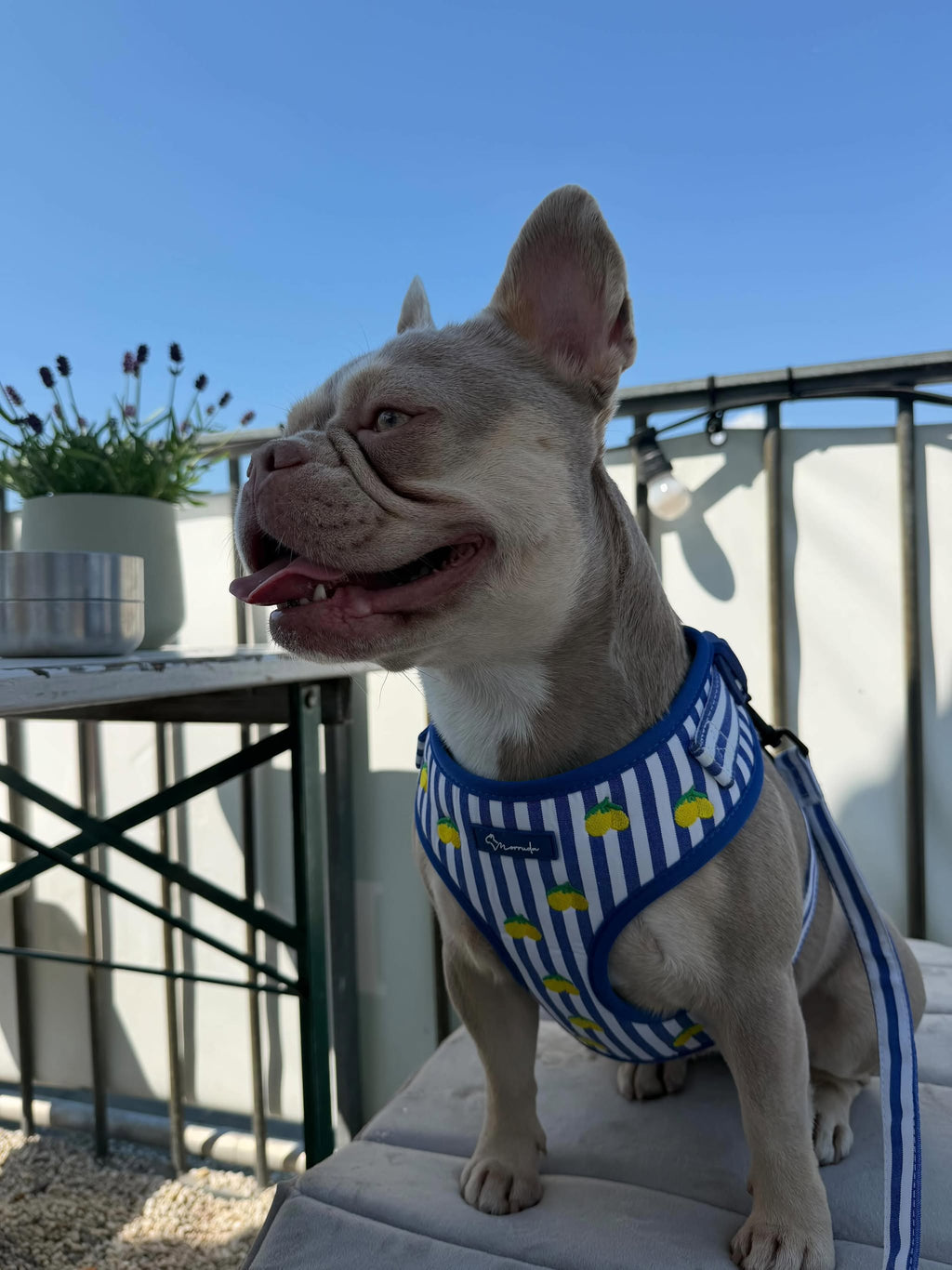 Limoneto Harness