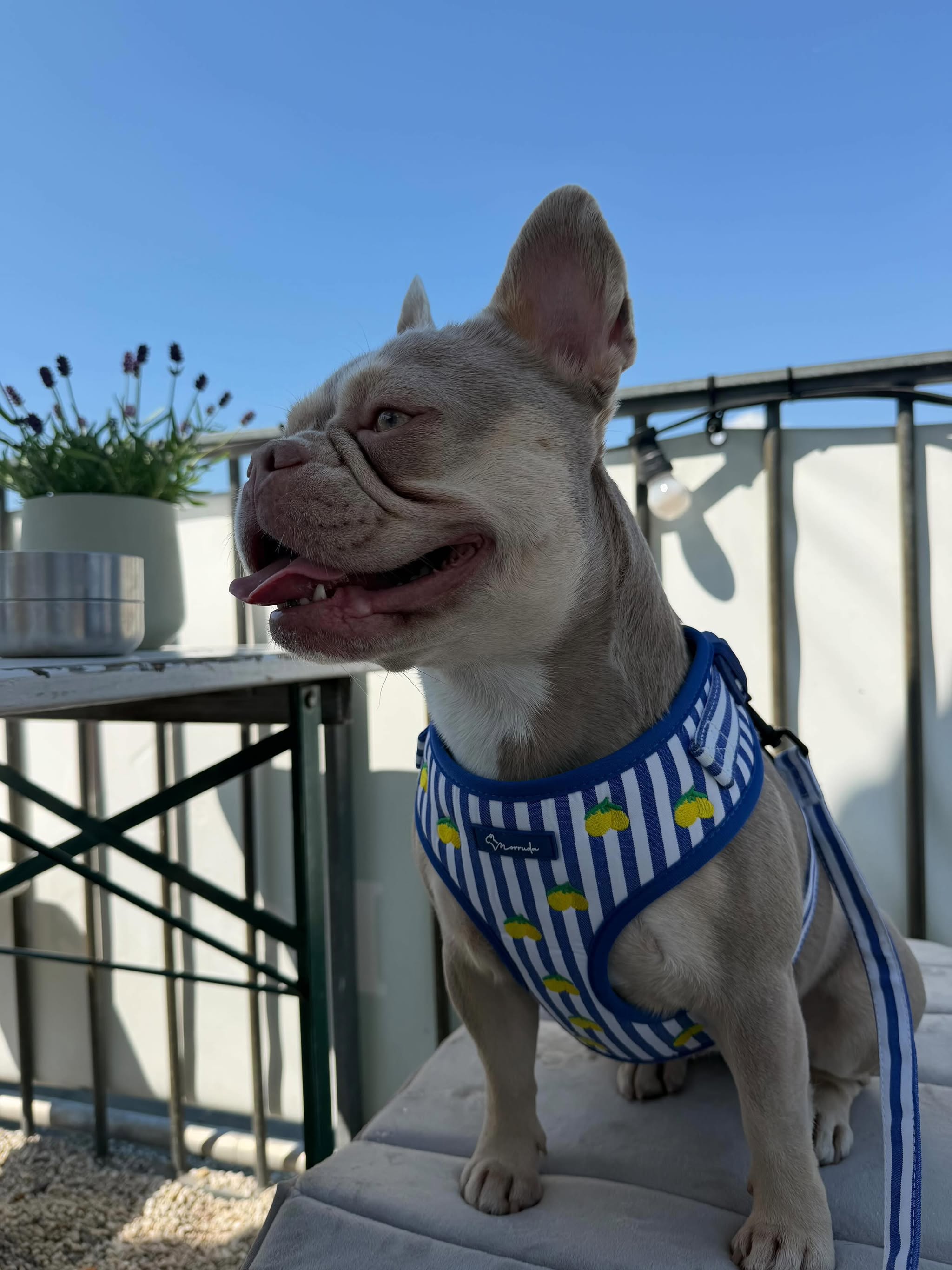 Limoneto Harness