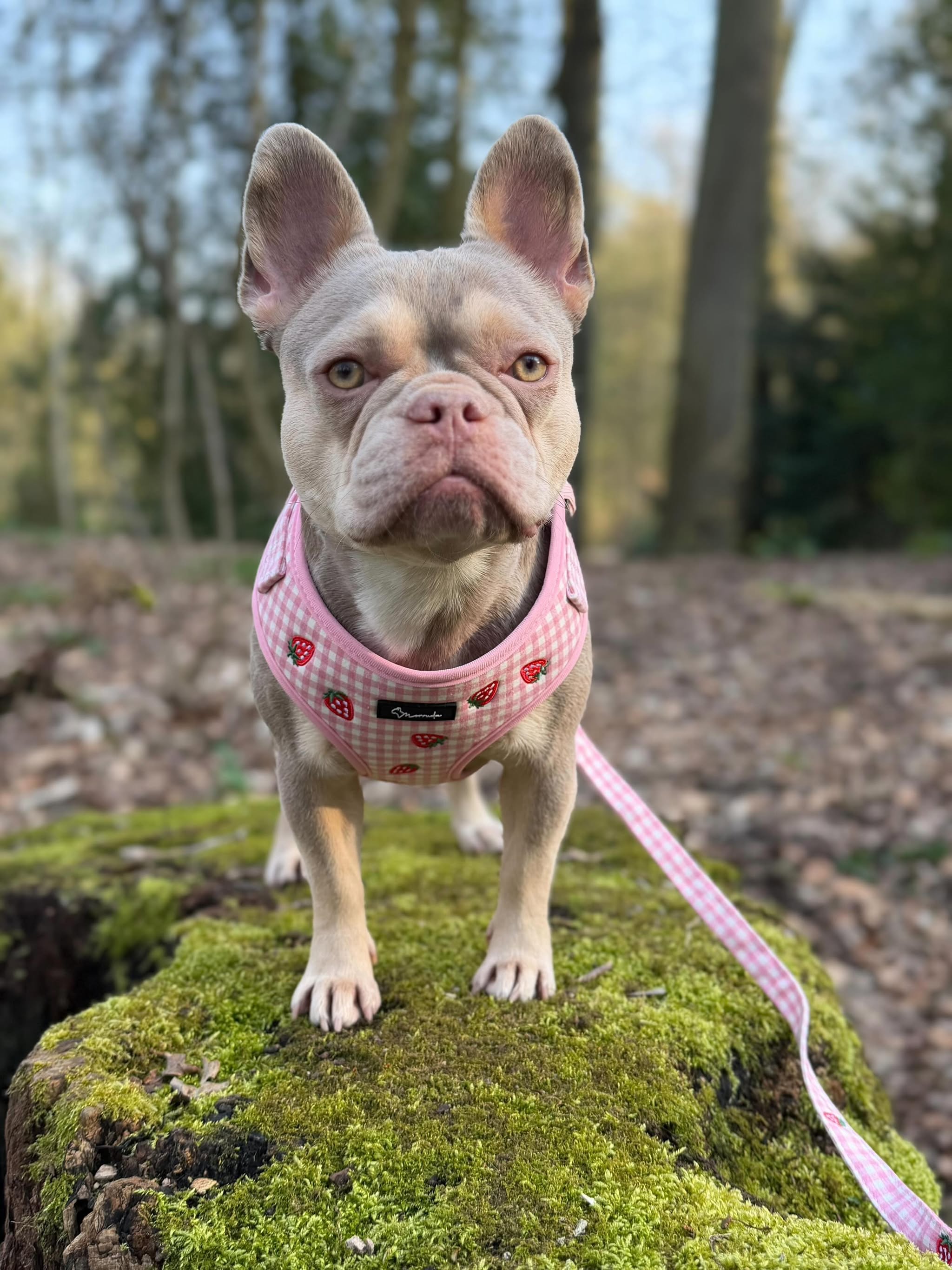 Strawberry Mood Harness