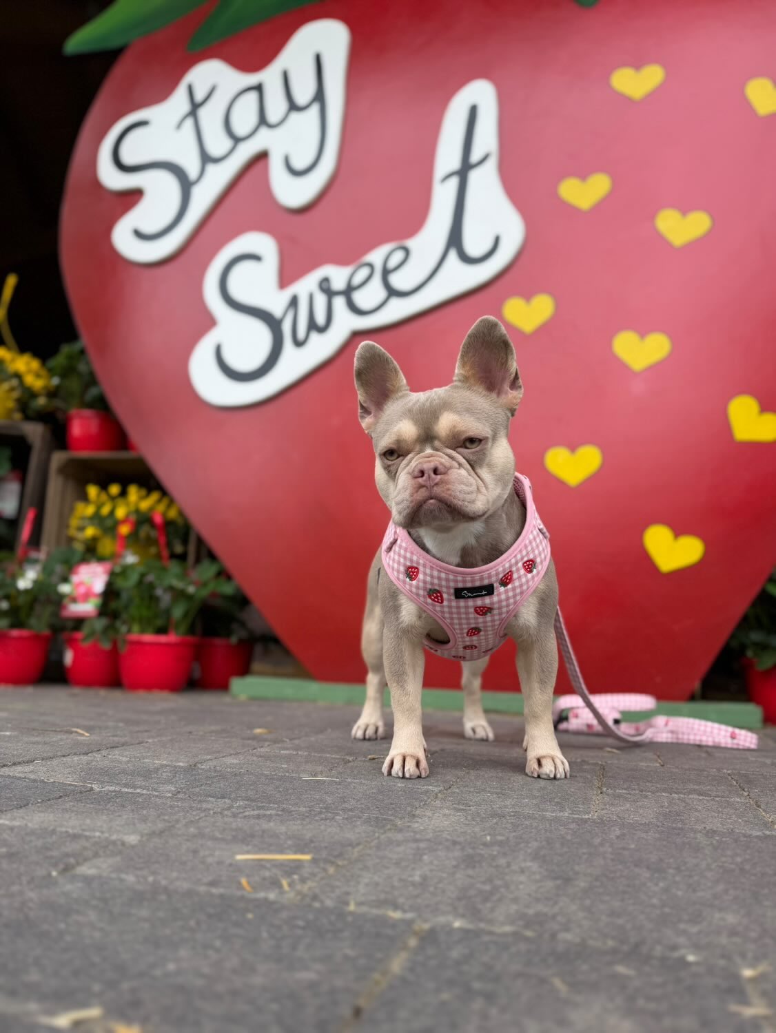 Strawberry Mood Harness