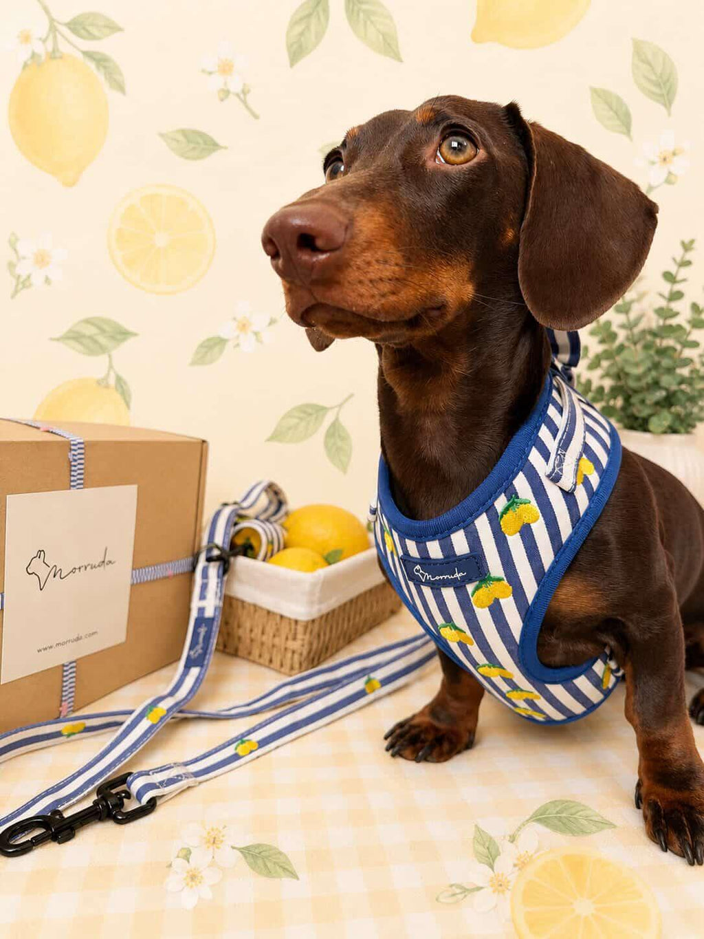 Limoneto Harness