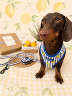 Limoneto Harness