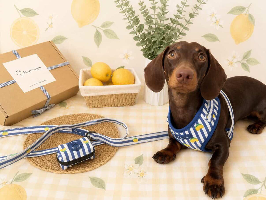 Limoneto Harness