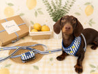 Limoneto Harness