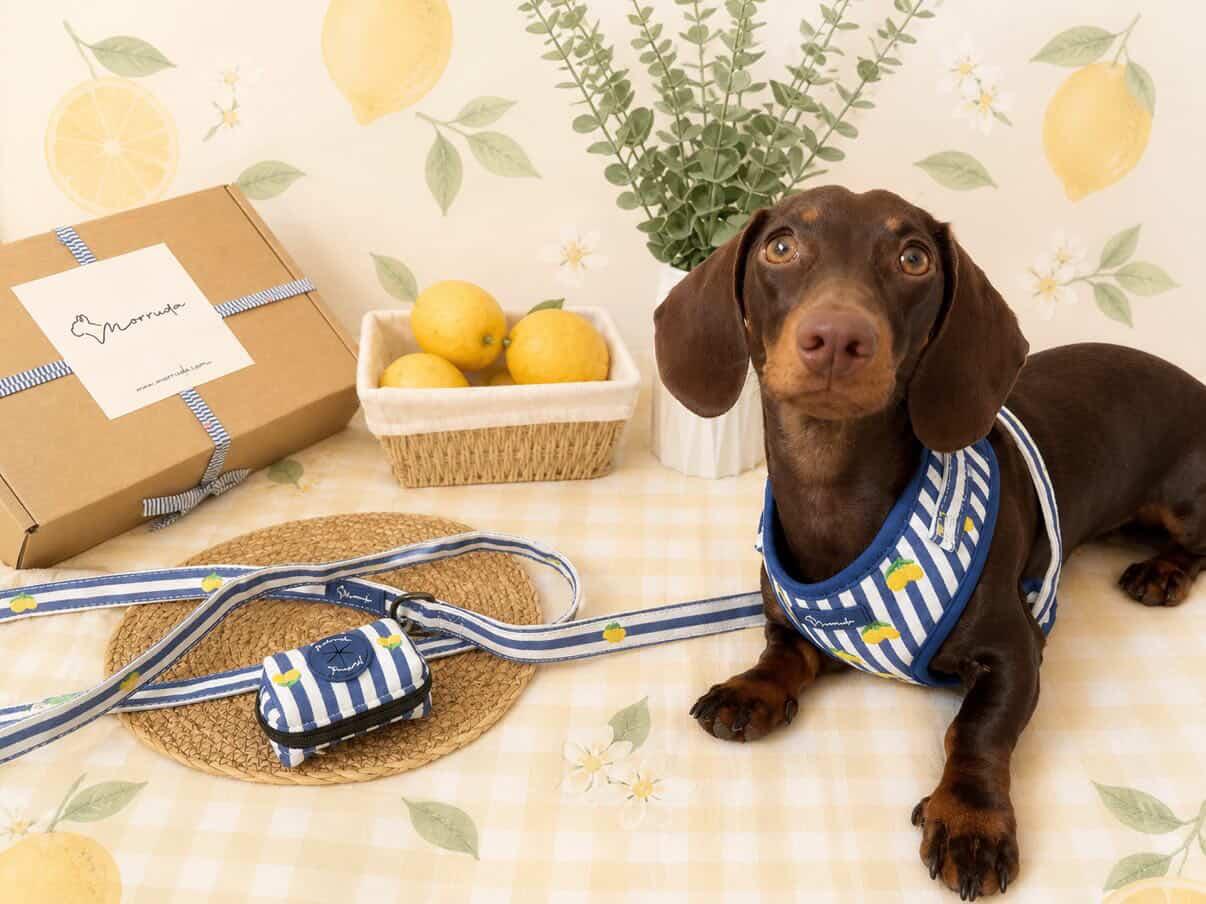 Limoneto Harness