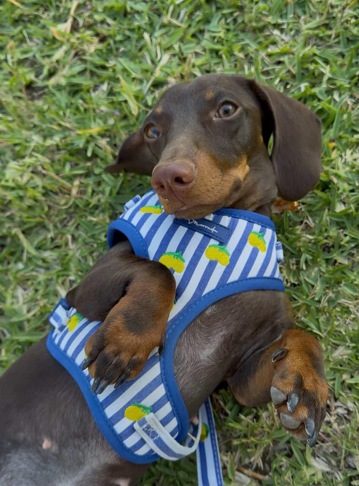 Descubre Limoneto, nuestra colección de verano para perros inspirada en el Mediterráneo. Accesorios exclusivos con rayas azules y limones bordados que combinan diseño premium, comodidad y estilo en cada paseo. Una colección fresca, elegante y llena de personalidad para perros que marcan tendencia.