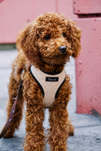 El arnés de crochet de nuestra colección de verano combina diseño exclusivo, comodidad y estilo en cada detalle. Ligero, resistente y confeccionado con materiales transpirables para el máximo confort, es perfecto para perros con personalidad que quieren destacar en cada paseo.