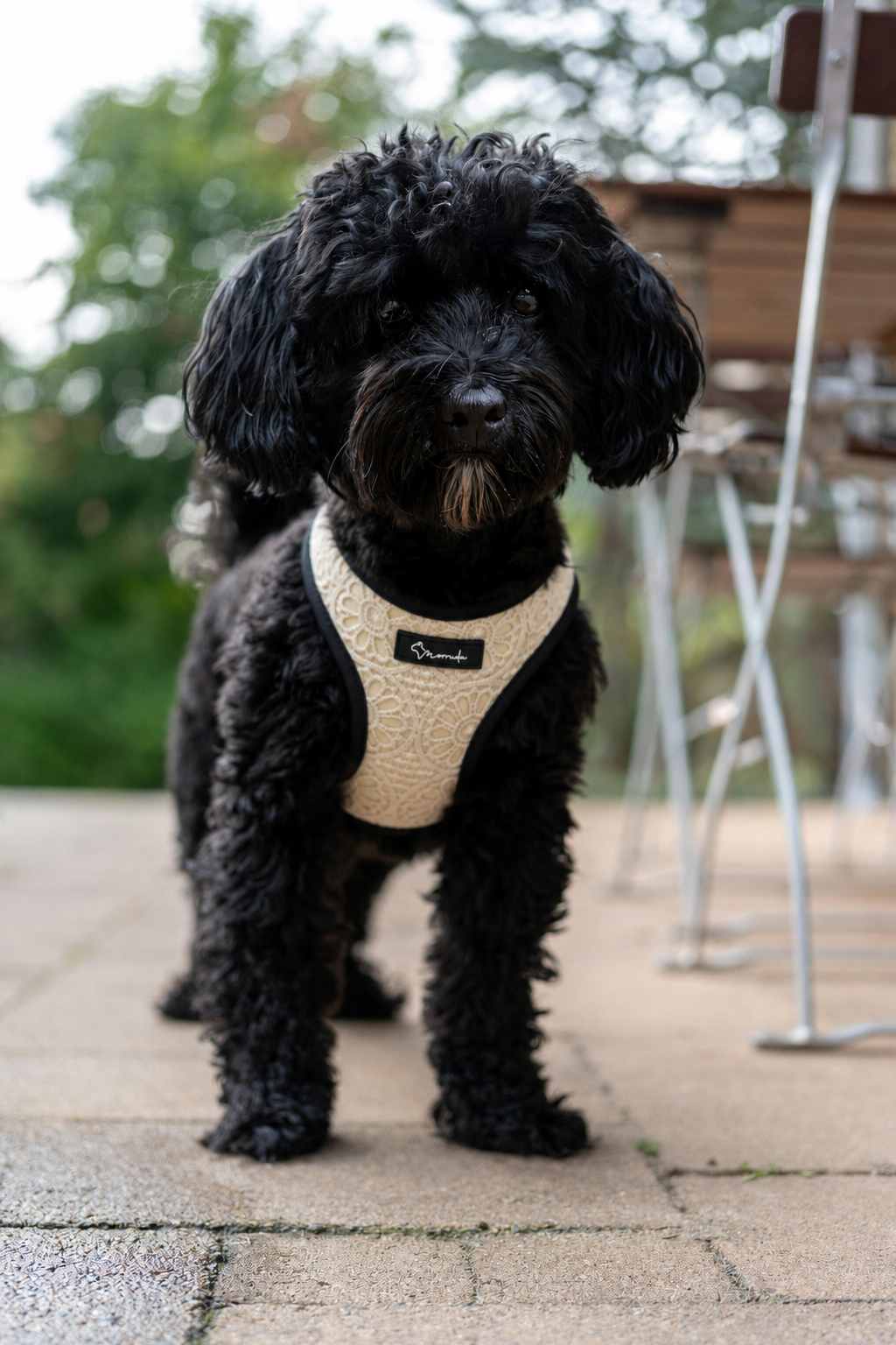 El arnés de crochet de nuestra colección de verano combina diseño exclusivo, comodidad y estilo en cada detalle. Ligero, resistente y confeccionado con materiales transpirables para el máximo confort, es perfecto para perros con personalidad que quieren destacar en cada paseo.