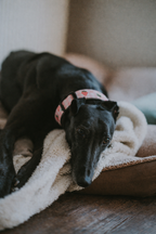 Strawberry Mood Collar