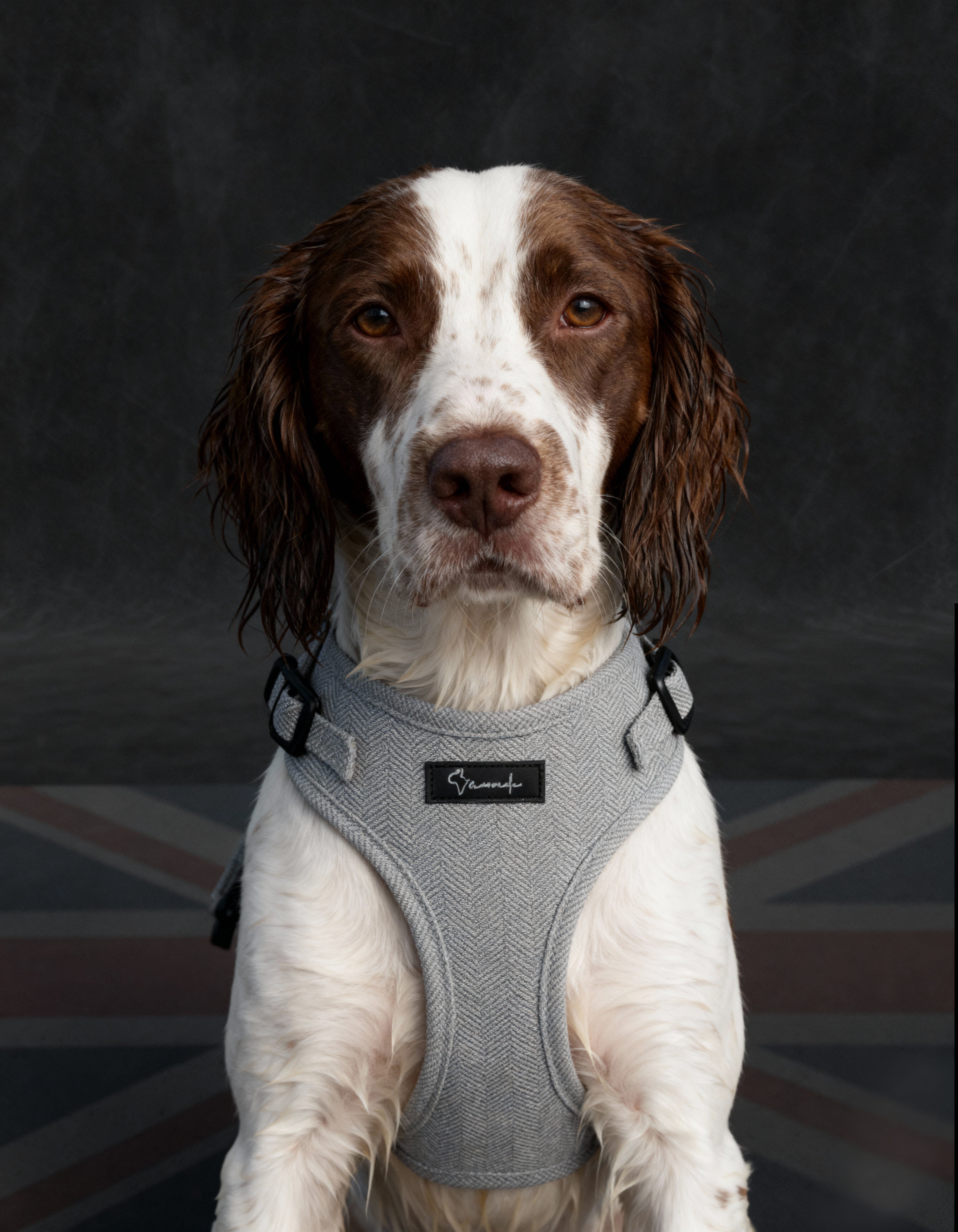 London Fog Harness