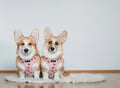 Strawberry Mood Harness Pack