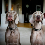 London Fog Collar