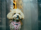 Strawberry Mood Harness Pack