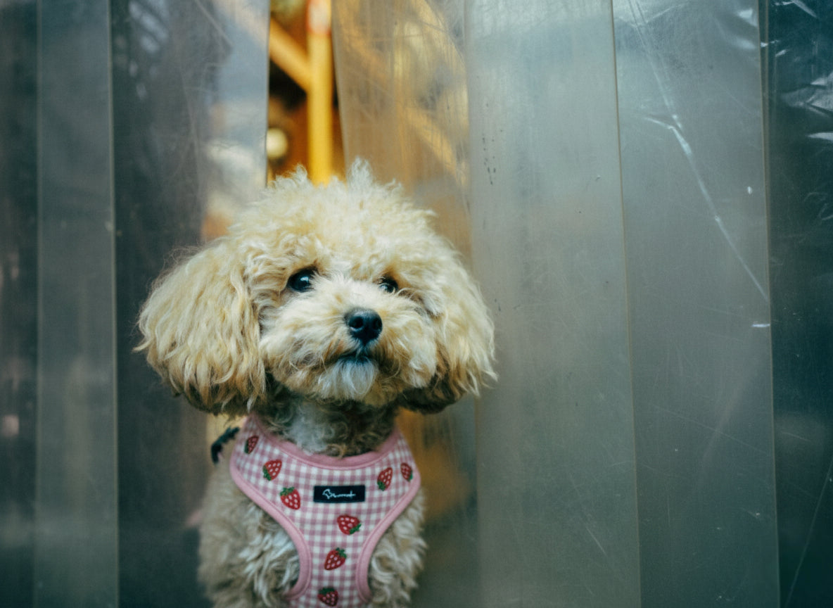 Strawberry Mood Harness Pack