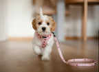 Strawberry Mood Leash