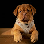 Woodland Tales Harness