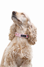 Strawberry Mood Collar